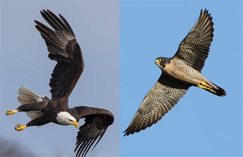 <b>Eagles</b> have 2 versions that are worth it. . Falcon vs eagle starsector